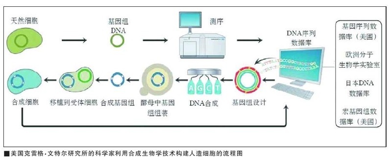 合成生物技术综述 科学视点