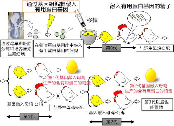 合成生物技术综述 科学视点