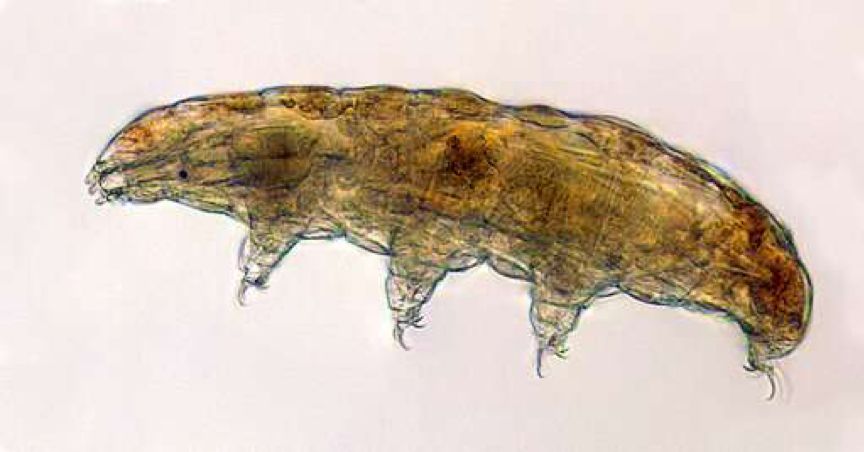 坚不可摧的小生物水熊带来的生存指南