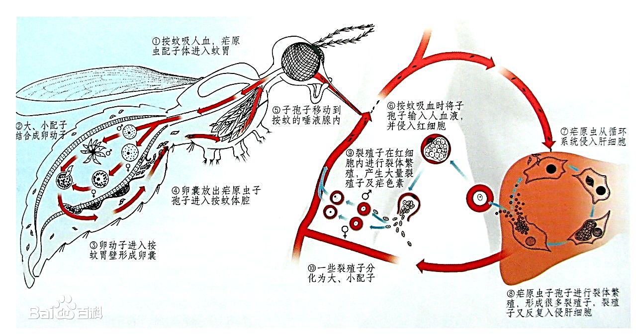 蚊子吸血示意图图片