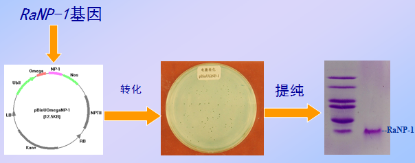 防禦素神奇的廣譜抗菌多肽