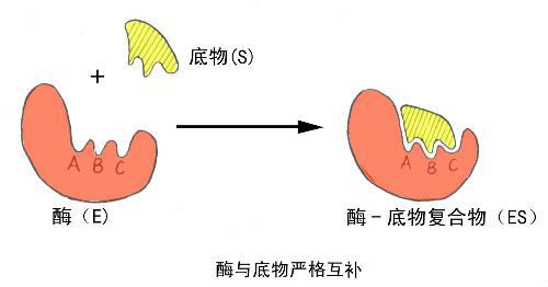 酶催化剂:酶催化剂在生物体内的化学反应在极为温和的条件下能高效和