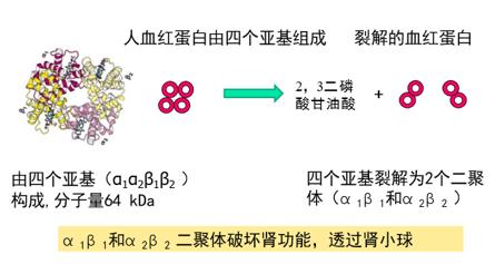 血紅蛋白在人紅細胞內不發生裂解,是因為紅細胞內存在著大量的2,磷酸